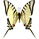 White Kite Swordtail - Eurytides telesilaus icon